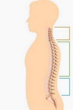 defeat by osteochondrosis of different parts of the spine